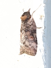 Nycteola