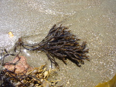 Cladostephus hirsutus