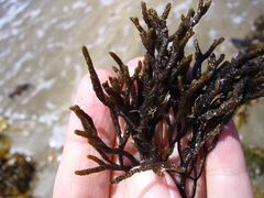 Cladostephus hirsutus