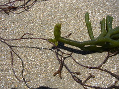 Cladostephus hirsutus