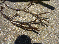 Cladostephus hirsutus