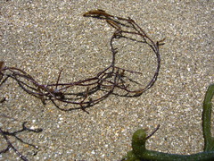 Cladostephus hirsutus