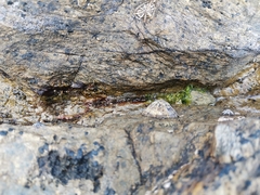 Siphonaria laciniosa