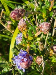 Ceanothus dentatus