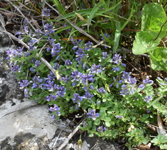 Polygala supina