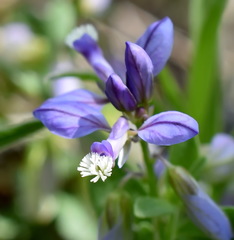 Polygala supina