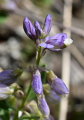 Polygala supina