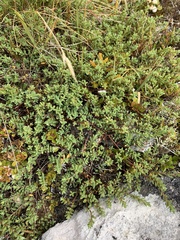 Pimelea oreophila hetera