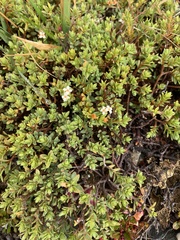 Pimelea oreophila hetera
