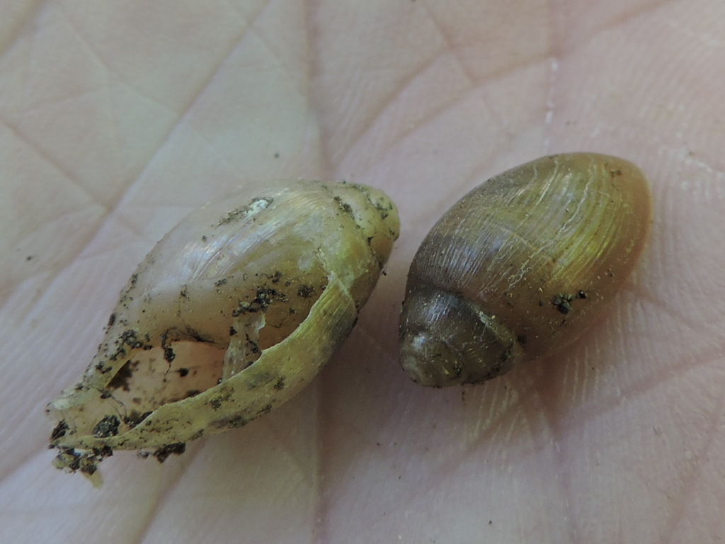 striate wolfsnail