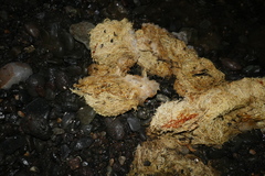 Aerodramus francicus saffordi