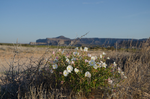 Pale Evening Primrose