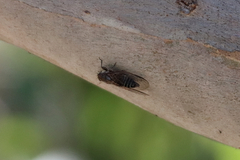 Physeema labyrinthica