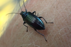 Tanychilus metallicus