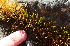 Carmichaelia uniflora