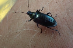 Tanychilus metallicus