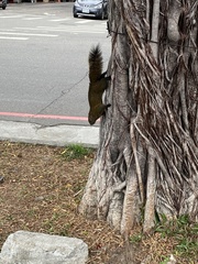 Callosciurus erythraeus thaiwanensis