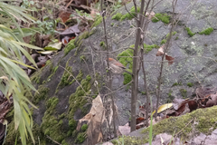 Sinosuthora alphonsiana