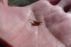 Carmichaelia uniflora