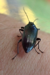 Tanychilus metallicus