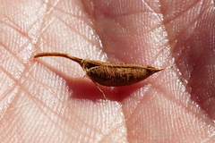 Carmichaelia uniflora