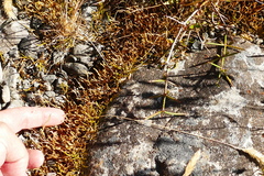 Carmichaelia uniflora