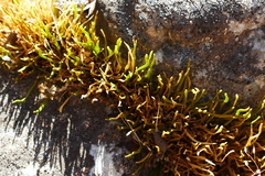 Carmichaelia uniflora