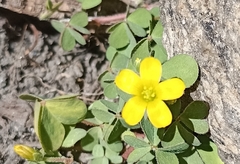 Oxalis pilosa