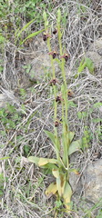 Ophrys aghemanii