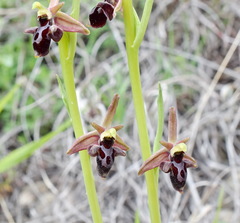 Ophrys aghemanii