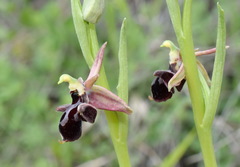Ophrys aghemanii