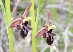 Ophrys aghemanii