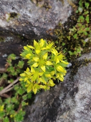 Sedum trullipetalum