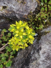 Sedum trullipetalum