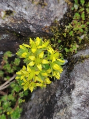 Sedum trullipetalum