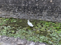 Egretta garzetta