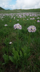 Primula auriculata