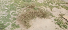 Caroxylon imbricatum