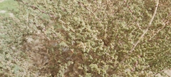 Caroxylon imbricatum