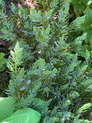 Juniperus communis kelleyi