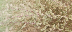 Caroxylon imbricatum