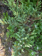 Juniperus communis kelleyi