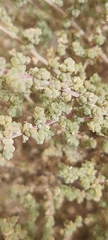 Caroxylon imbricatum