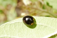 Exochomus laeviusculus