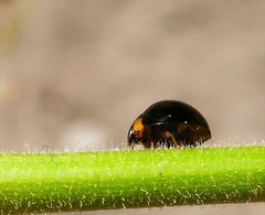 Exochomus laeviusculus