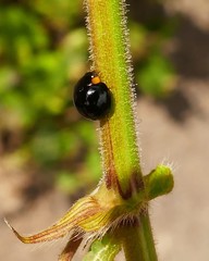 Exochomus laeviusculus