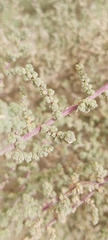 Caroxylon imbricatum