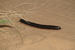 Archispirostreptus gigas