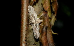 Parapoynx affinialis