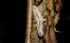 Parapoynx affinialis